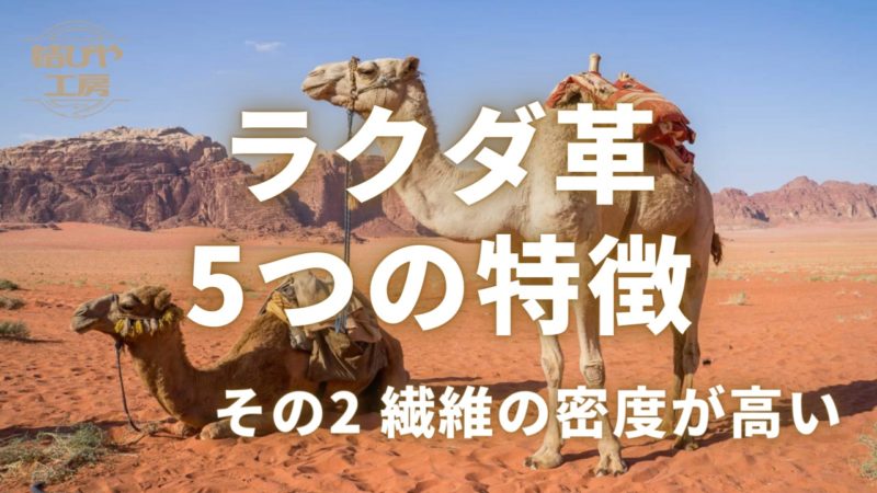 ラクダ革５つの特徴【その２ 繊維の密度が高い】 